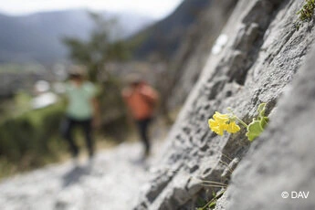 Dekoratives Bild von Bergen mit Blume