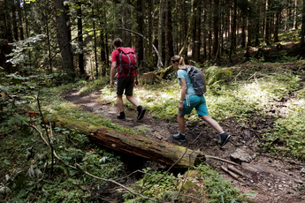 Bild von zwei Wanderer auf dem Weg durch einen Wald